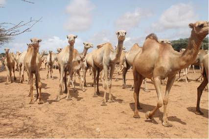 الحوثيون ينحرون إبل دار الرئاسة اليمنية